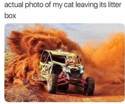 actual-photo-my-cat-leaving-litter-box-dirt-racer.jpg