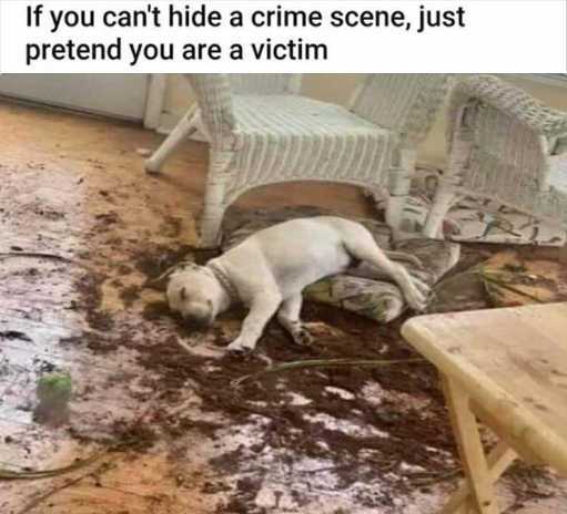 if-cant-hide-crime-scene-pretend-you-are-victim.jpg